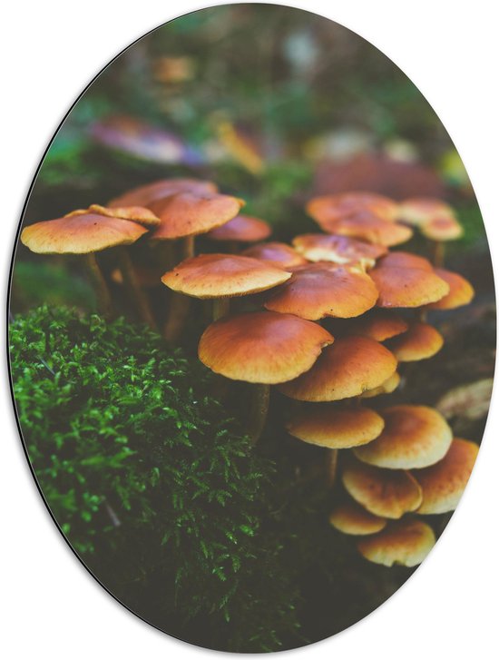 WallClassics - Dibond Ovaal - Groepje Paddenstoelen met Groen Mos - 51x68 cm Foto op Ovaal (Met Ophangsysteem)