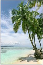 WallClassics - Poster (Mat) - Palmiers verts sur plage Wit - Photo 50x75 cm sur papier poster mat