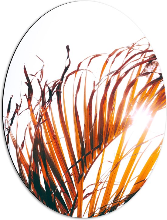 WallClassics - Dibond Ovaal - Bruine Palmbladeren - 51x68 cm Foto op Ovaal (Met Ophangsysteem)