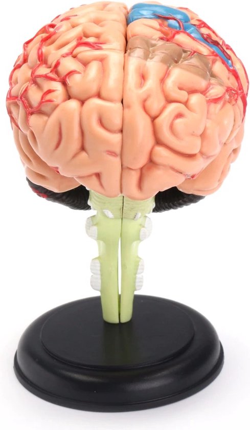Anatomie du cerveau 4D - Modèle Anatomie - Anatomie du Cerveau - Le corps humain