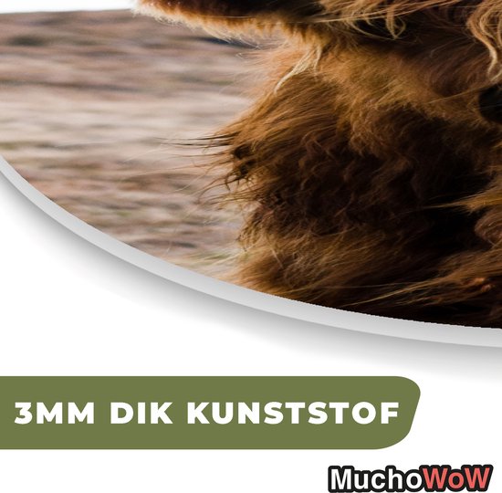 Ovale Mural - Ovale Mural - Décoration murale Plastique - Peinture Ovale - Highlander écossais - Paysage - Vache - Marron - Animaux - Nature - 60x90 cm - Forme miroir ovale sur plastique