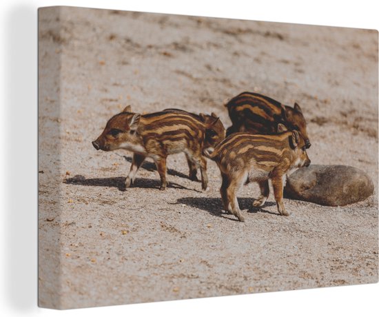 Canvas Schilderijen - Jonge wilde zwijnen - Wanddecoratie