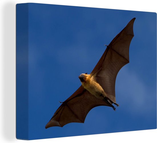 Grote vleermuis in vlucht Canvas 30x20 cm - Foto print op Canvas schilderij (Wanddecoratie)