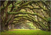 Fotobehangkoning - Behang - Vliesbehang - Fotobehang Magisch Bos - Tree embrace - 200 x 140 cm