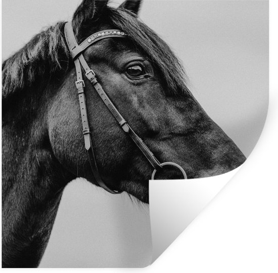 Stickers muraux - Cheval - Licou - Portrait - 100x100 cm - Film adhésif XXL