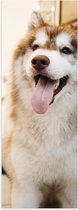 WallClassics - Poster Glanzend – Bruin/Witte Husky met Uitstekende Tong - 20x60 cm Foto op Posterpapier met Glanzende Afwerking