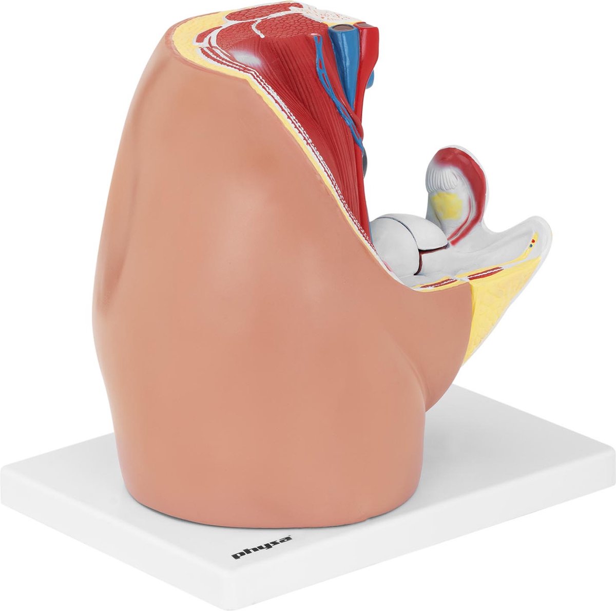 Model Studie Bekken Skeletale Anatomie Model-Bekken Anatomie Model Real Size Kenmerken Menselijke Anatomie Bekken Heup Sacrum Model Studie Bekken Skeletale Anatomie Model-Bekken Anatomie Model Real Size Kenmerken Menselijke Anatomie Bekken Heup Sacrum