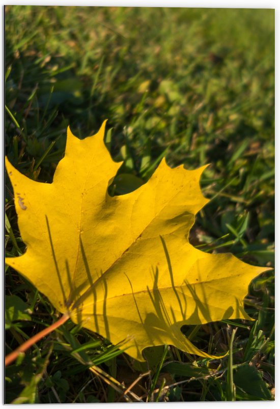 WallClassics - Dibond - Geel Eikenblad in het Groene Gras - 70x105 cm Foto op Aluminium (Met Ophangsysteem)