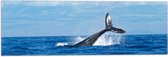 WallClassics - Vlag - Walvis Staart boven het Zee Oppervlak - 60x20 cm Foto op Polyester Vlag