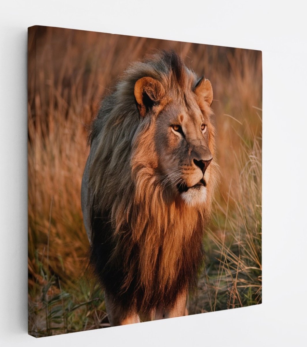 Saammp Canvas Schilderij - Leeuw Tussen Het Hoge Gras - Dieren - Natuur - 40x40 - Foto op canvas - Wanddecoratie - Muurdecoratie Woonkamer - Slaapkamer decoratie - Canvas Print Multicolor