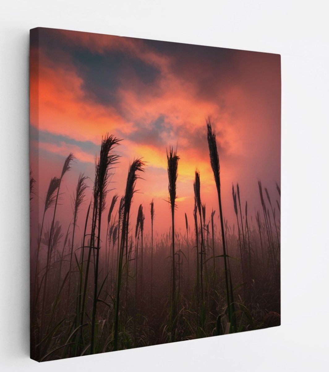 Saammp Canvas Schilderij - Graan tijdens zonsondergang - Natuur - Landschap - 30x30 - Foto op canvas - Wanddecoratie - Muurdecoratie Woonkamer - Slaapkamer decoratie - Canvas Print Multicolor