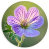 Bloem, Paars
