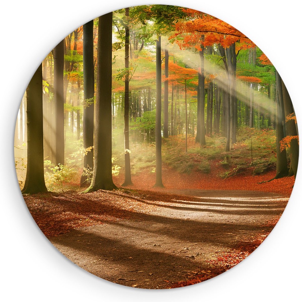 Saammp Forex Muurcirkel - Pad door het bos - Herfst - Zon - Landschap - Natuur - Ø 50 - Wandcirkel - Wanddecoratie Cirkel - Muurdecoratie Woonkamer - Slaapkamer decoratie - Rond Schilderij