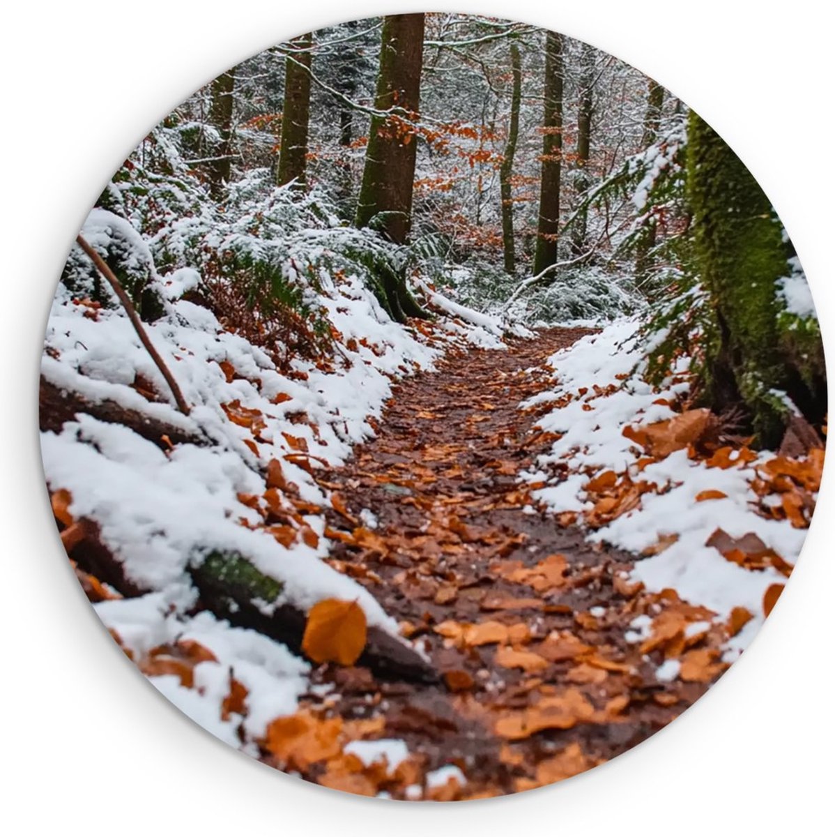 Saammp Muurcirkel Hout - Natuur - Winter - Bospad - landschappen - Ø 50 - Wandcirkel - Wanddecoratie Cirkel - Muurdecoratie Woonkamer - Slaapkamer decoratie - Rond Schilderij