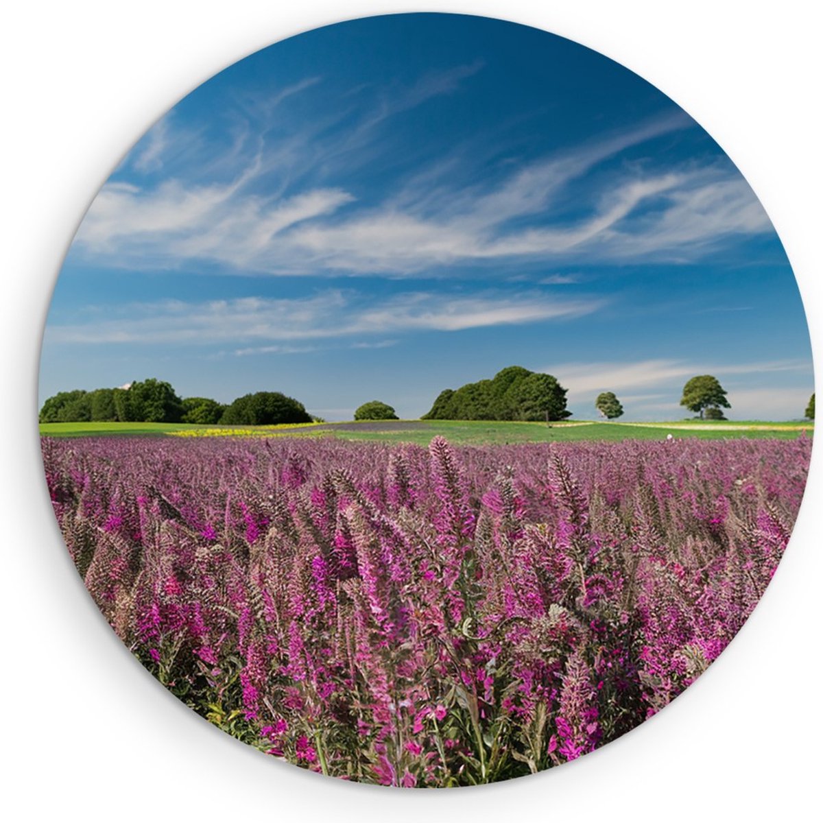 Saammp Forex Muurcirkel - Lavendel met mooie blauwe lucht - Natuur - Landschap - Ø 90 - Wandcirkel - Wanddecoratie Cirkel - Muurdecoratie Woonkamer - Slaapkamer decoratie - Rond Schilderij