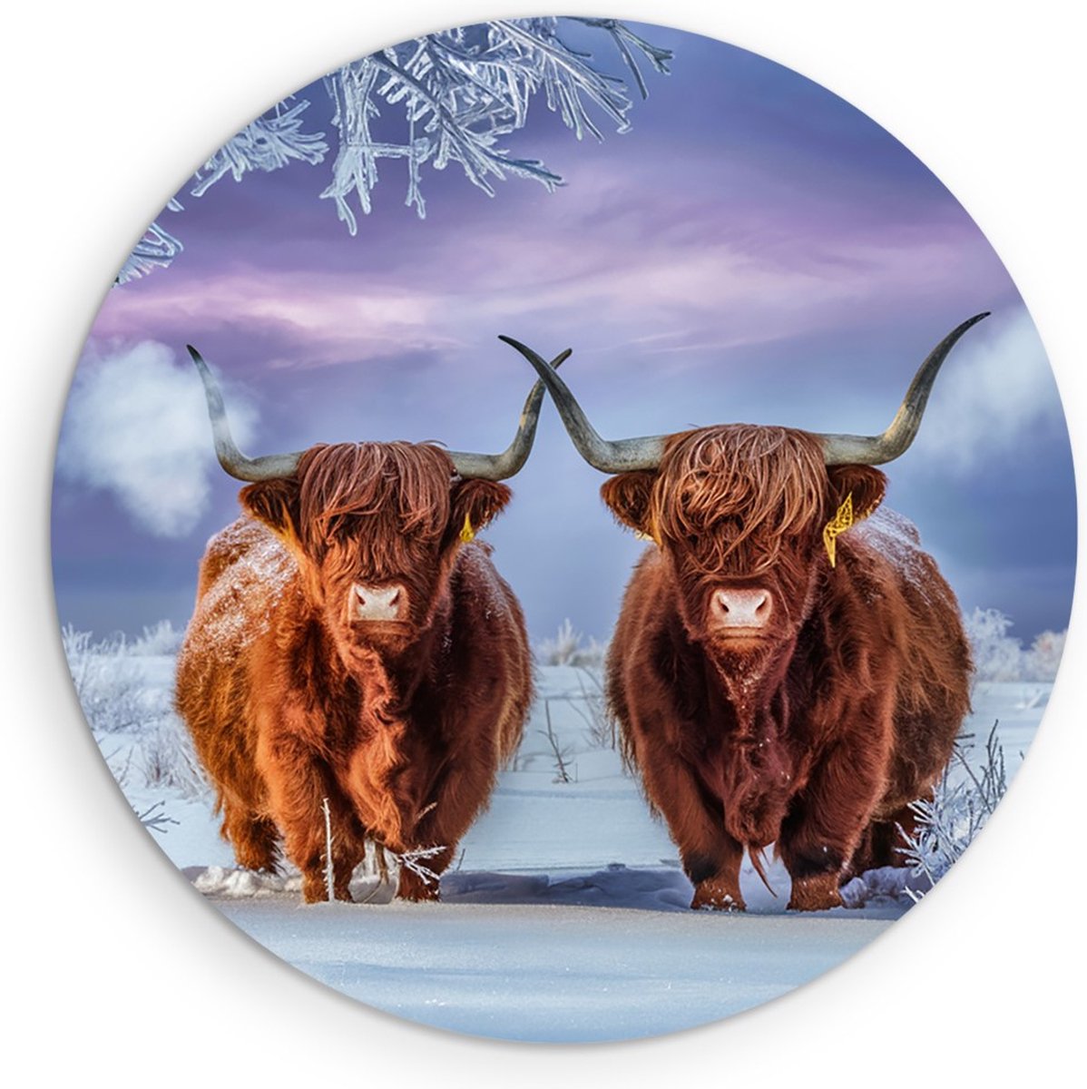 Saammp Forex Muurcirkel Schotse Hooglander Koe in de mist - Dieren - Natuur - Ø 70 - Wandcirkel - Wanddecoratie Cirkel - muurdecoratie Woonkamer - Slaapkamer decoratie - Rond Schilderij