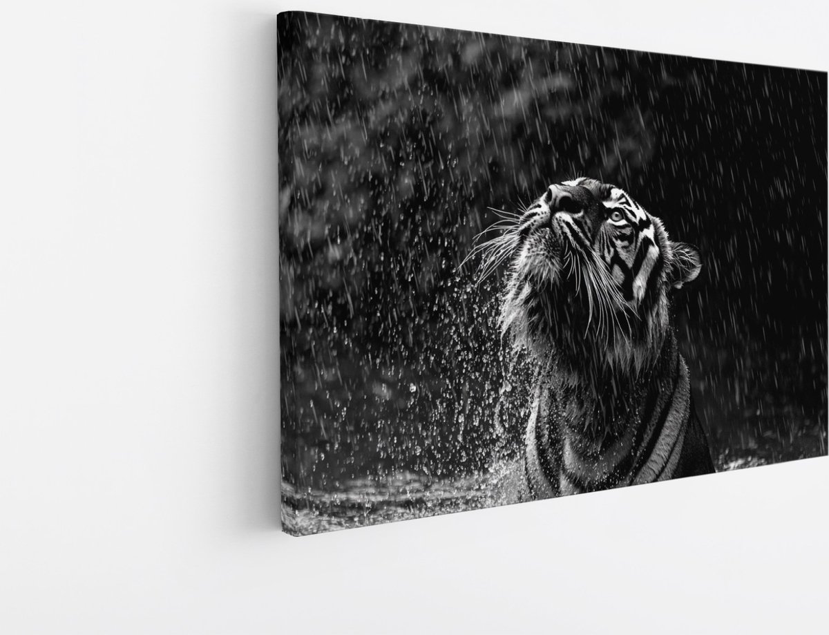 Saammp Canvas Schilderij - Tijger in de regen - Zwart-Wit - Dieren - 60x40 - Foto op canvas - Wanddecoratie - muurdecoratie Woonkamer - Slaapkamer decoratie - Canvas Print Multicolor