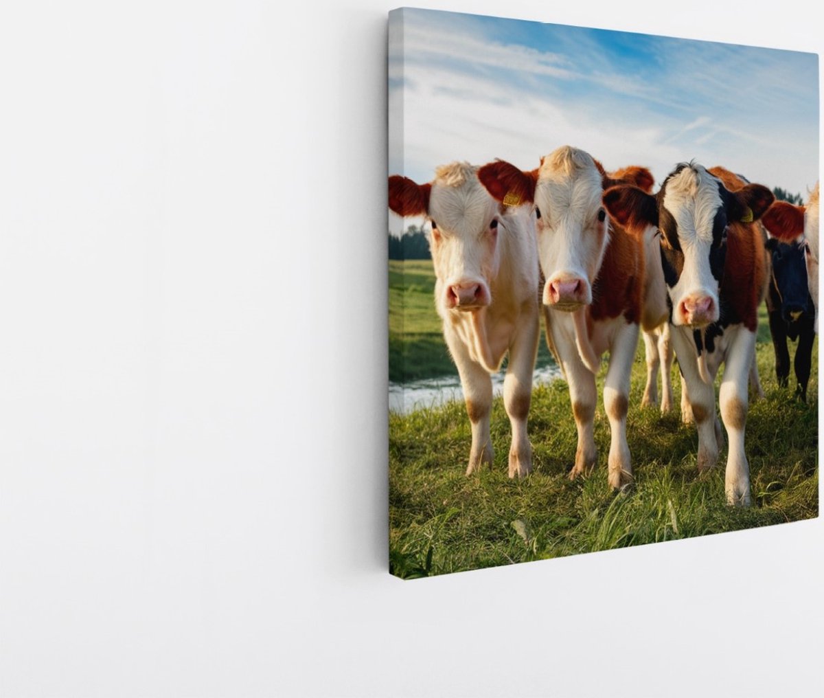 Saammp Canvas Schilderij - Koeien portret - Natuur - Dieren - 100x100 - Foto op canvas - Wanddecoratie - Muurdecoratie Woonkamer - Slaapkamer decoratie - Canvas Print Multicolor
