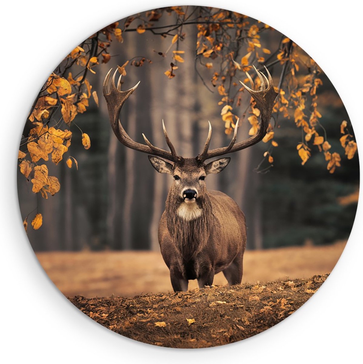 Saammp Forex Muurcirkel - Hert in de wei tijdens de herfst tijden - Natuur - Dieren - Ø 30
