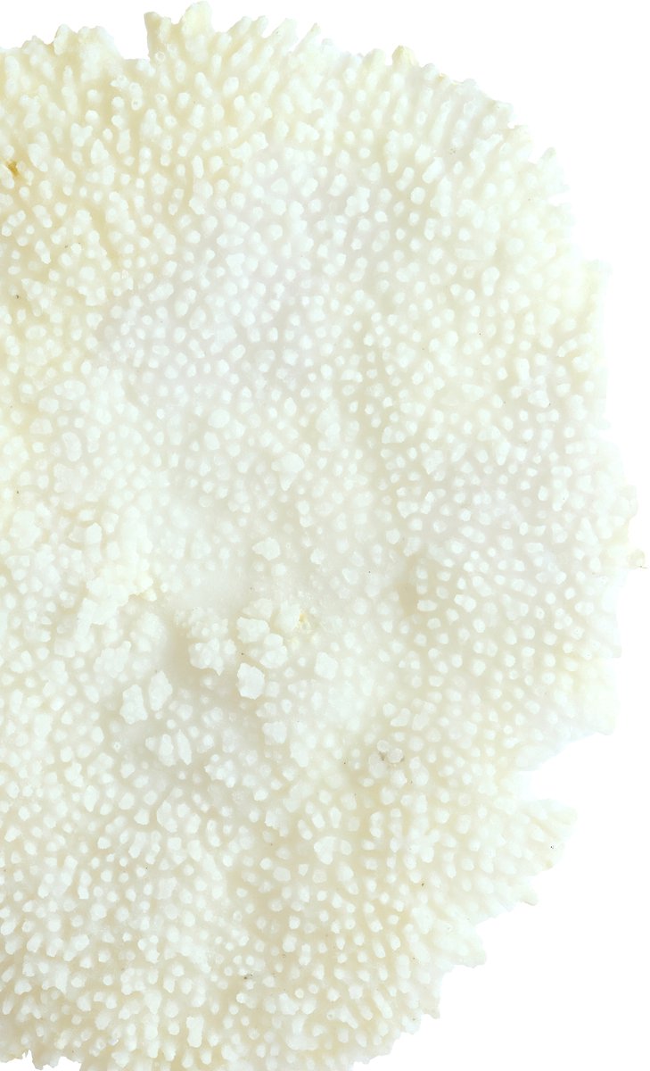 Ornament CORAL - 46x20x69cm - Wit