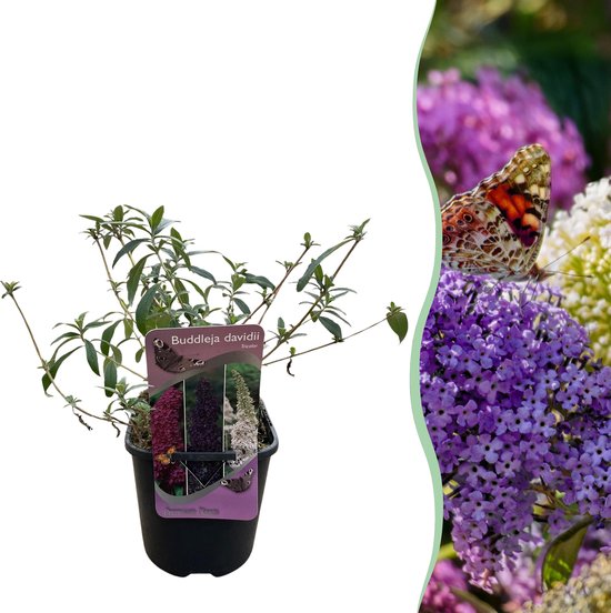 Tuinplantenshop.com | Arbre aux papillons - Buddleja davidii tricolore - Bloem roses, Wit et violettes - 1 plante - Caduque - Attractif pour papillons - Ø 18 cm - Hauteur 30 cm - Plante de jardin