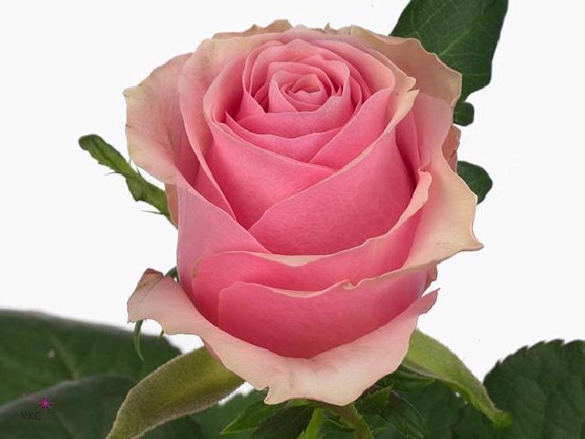 20x Rosa celeb 40cm