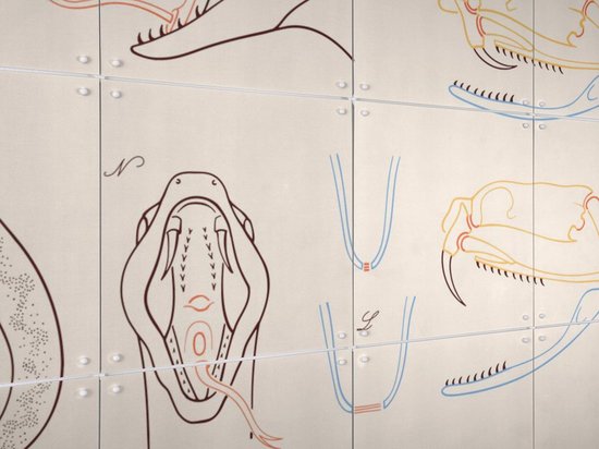 IXXI Serpent - Anatomie, Aster Edition - 100 x 140 cm - Gratis ophangtool - Grote wanddecoratie en posters - Technische Tekening, Illustraties, Line