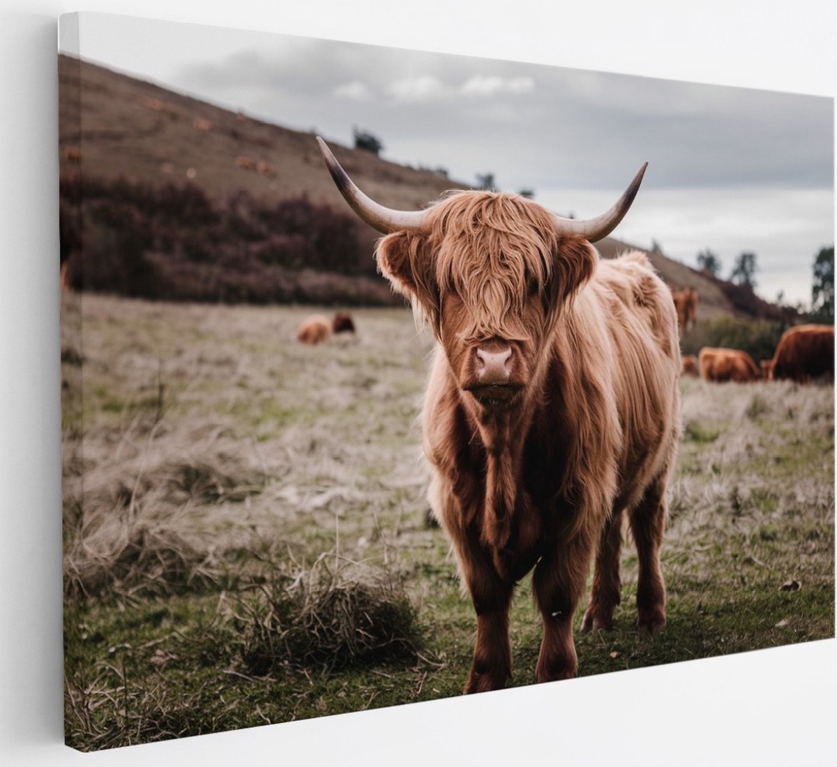 Saammp Canvas Schilderij - Groep Schotse Hooglander Koeien in de wei - Dieren - Natuur - 30x20 - Foto op canvas - Wanddecoratie - muurdecoratie Woonkamer - Slaapkamer decoratie - Canvas Print Multicolor