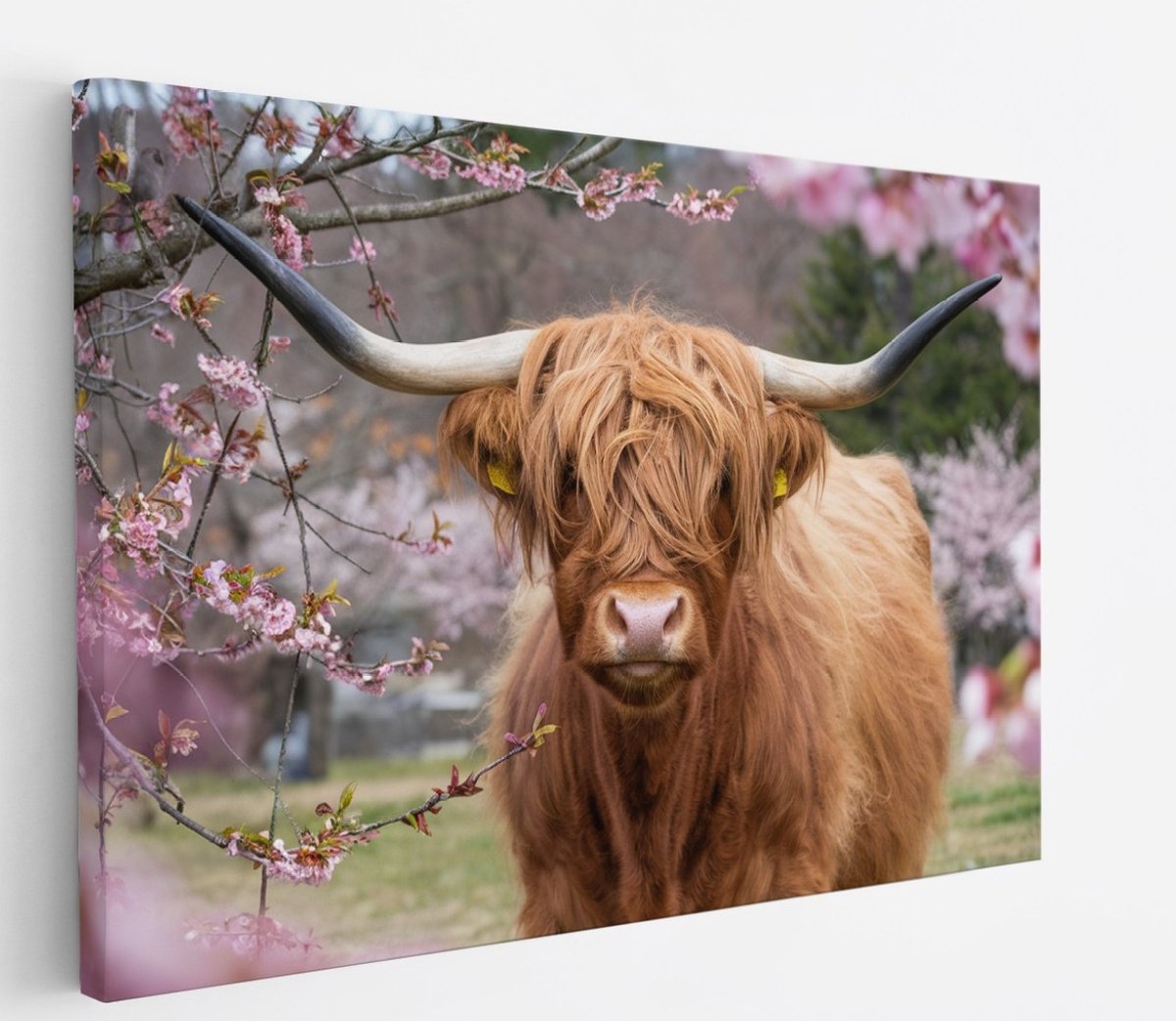 Saammp Canvas Schilderij - Schotse Hooglander Koe in de wei - Landschap - Dieren - Natuur - 70x50 - Foto op canvas - Wanddecoratie - muurdecoratie Woonkamer - Slaapkamer decoratie - Canvas Print Multicolor