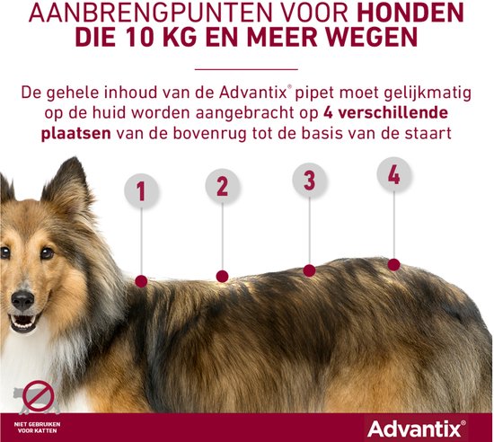 Close-up van een sheltie met aanbrengpunten 1 tot 4 gemarkeerd op de rug.