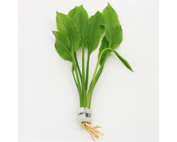 Moerings Echinodorus Paniculatus | Amazone Zwaardplant | in bos met loodje Waterplant