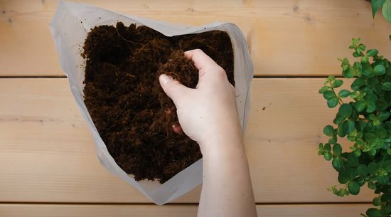 Handen met bruine kokos potgrond in een open plastic zak, naast groene plantjes.