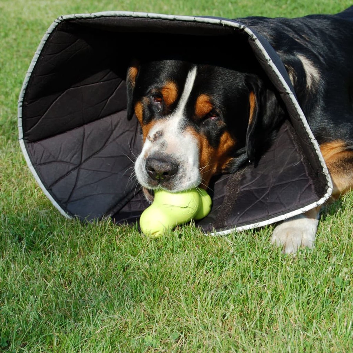 Comfy cone hondenkap kattenkap zwart Large comfortabele