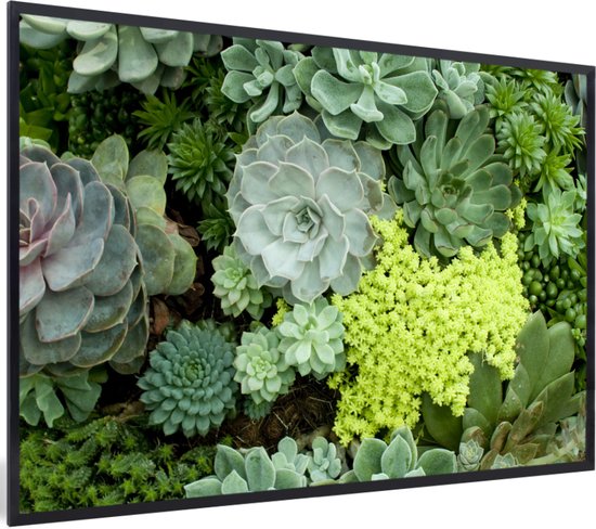 Photo en cadre - Photo de cadre photo succulent botanique coloré noir 30x20 cm - Affiche sous cadre (Décoration murale salon / chambre)