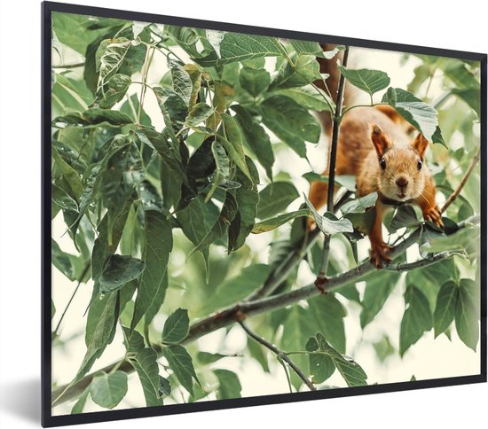 Cadre photo - Écureuil sur une branche cadre photo noir sans passe-partout 80x60 cm - Affiche sous cadre (Décoration murale salon / chambre)