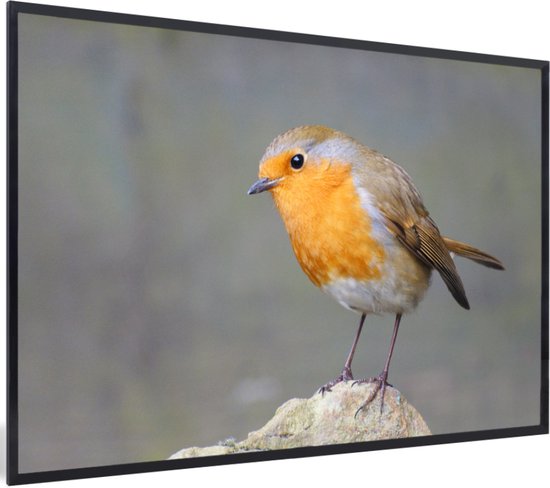 Cadre photo avec affiche - Vogel - Robin - Rocher - 30x20 cm - Cadre pour affiche
