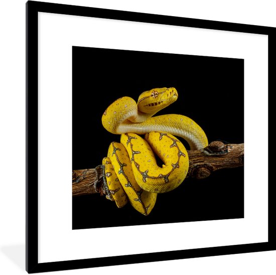Photo encadrée - Python arbre jaune devant fond noir Cadre photo noir avec passe-partout blanc 40x40 40x40 cm - Affiche encadrée (Décoration murale salon / chambre)