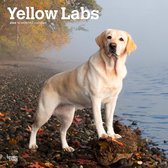 Calendrier 2024 Labrador Retriever Blond
