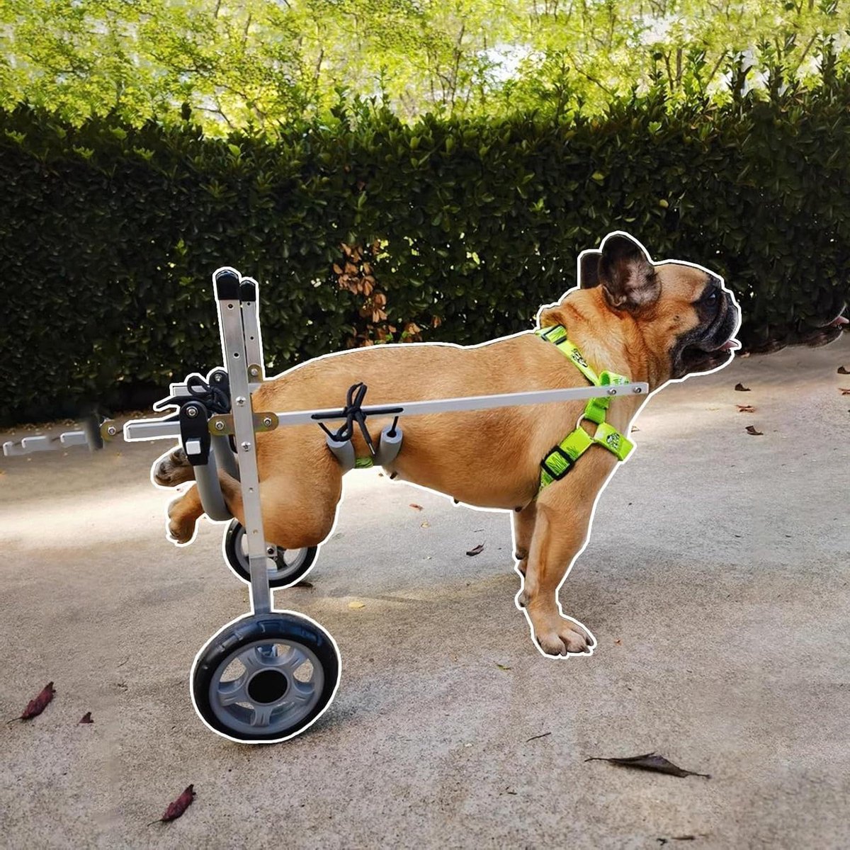 Hondenrolstoel - Hond Karretje - Hulp bij lopen - Verstelbaar ontwerp - 55 tot 24 lbs - Zilverkleurig