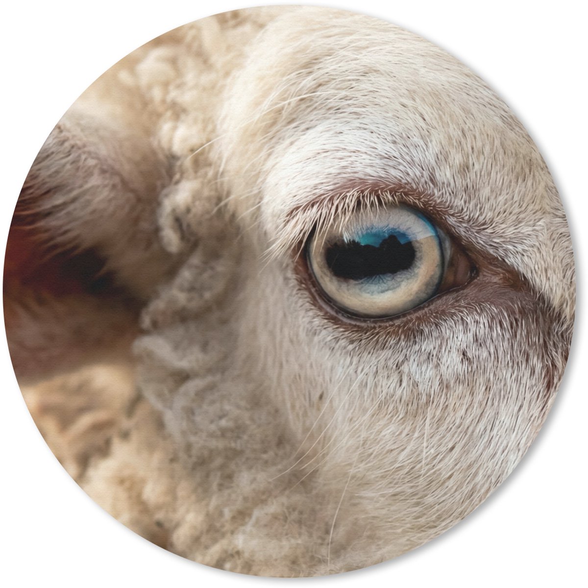 Muismat rond 20x20 cm - Mousepad Schaap - Oog - Wit - Ronde muismatten