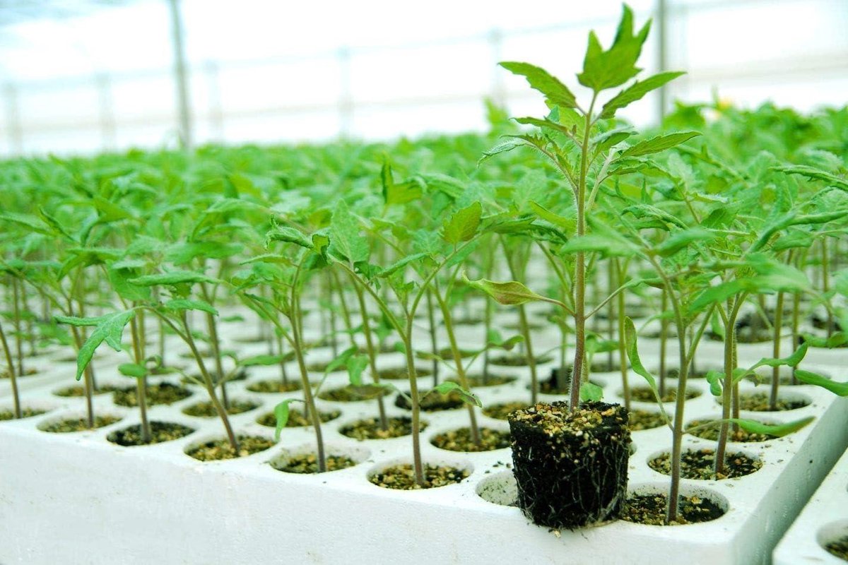Zaadbak Polystyreen - Plantenbak Kweek - Groente Zaaien - Niet-giftig Materiaal - 104 Gaten - Wit