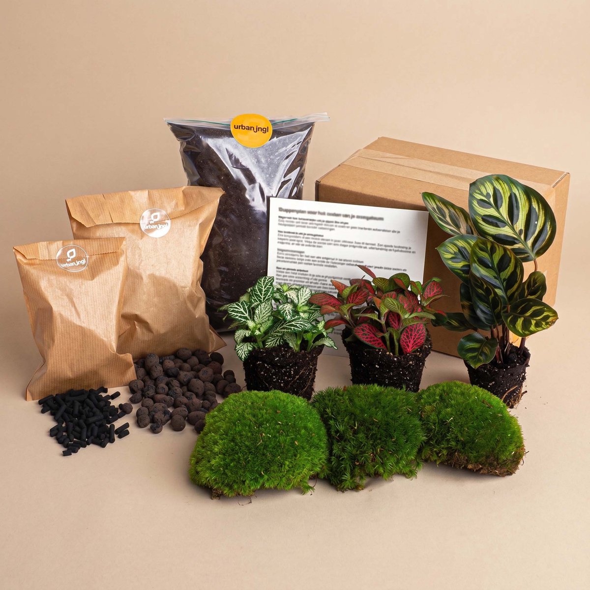 Planten terrarium pakket - Calathea Makoyana - 3 terrarium p