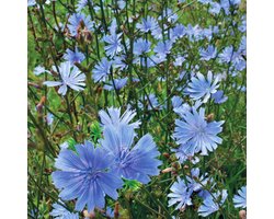 Sluis garden - Inheemse bloemenzaden - Wilde cichorei - geproduceerd in Nederland