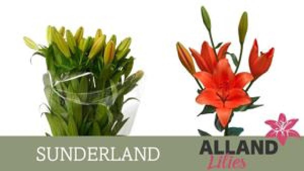 10x Lil.sunderland 70cm