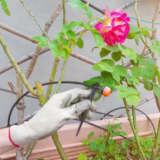 Een hand met een witte handschoen bevestigt een druppelslang bij een roze roos. Het water druppelt uit de druppelaar.