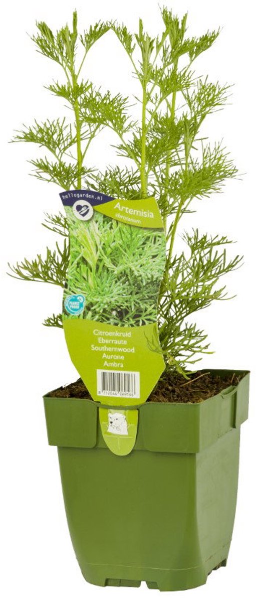 Griffioen - Citroenkruid Artemisia abrotanum