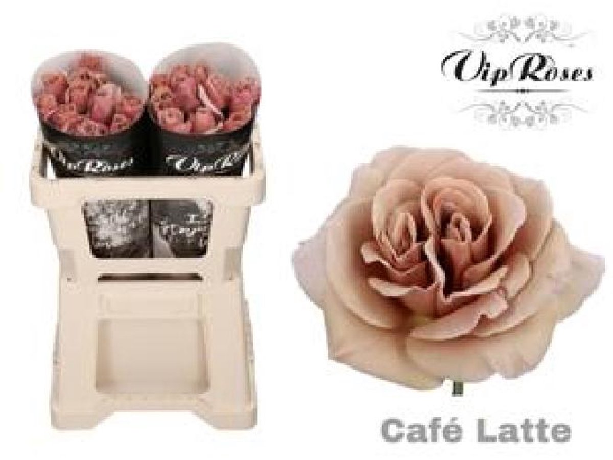20x Rosa café latte 50cm