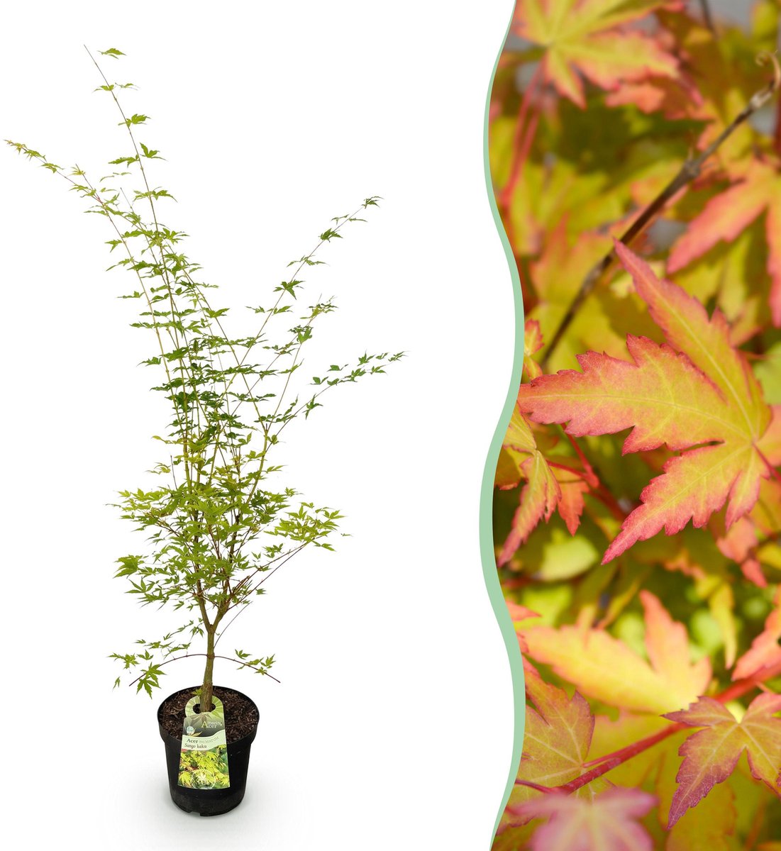 Plantenboetiek.nl | Acer palmatum Sangokaku - Japanse Esdoorn - Bladverliezend - Groen - Ø26cm - 80-90cm hoog - Tuinplant