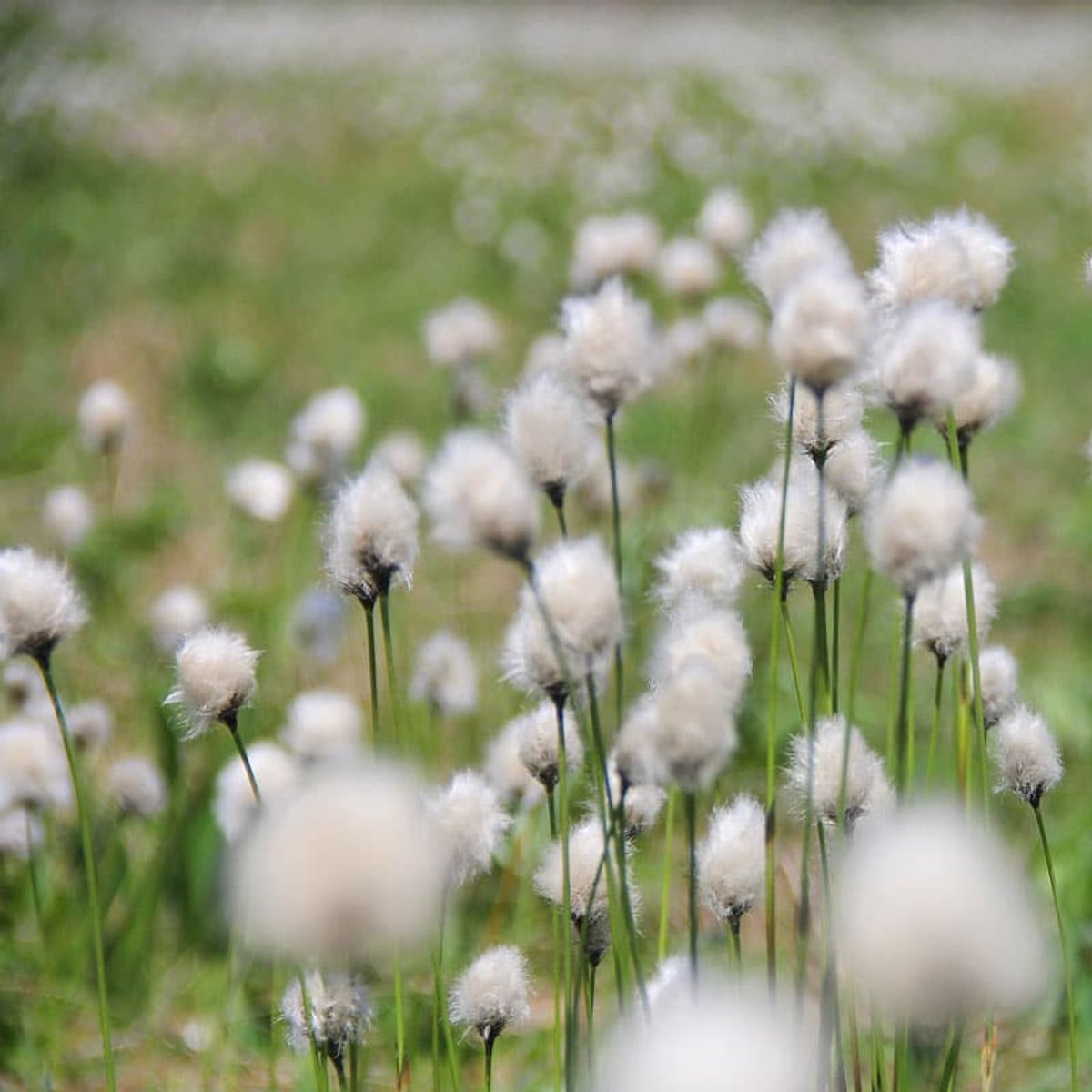 Geurolie - Cottongrass - 250 ml