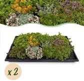 Green boutiQ - Bodembedekker - Winterhard - Sedum mat - Bestaat uit 10 soorten - X2 - Weinig Onderhoud - Lengte 50cm Breedte 30cm